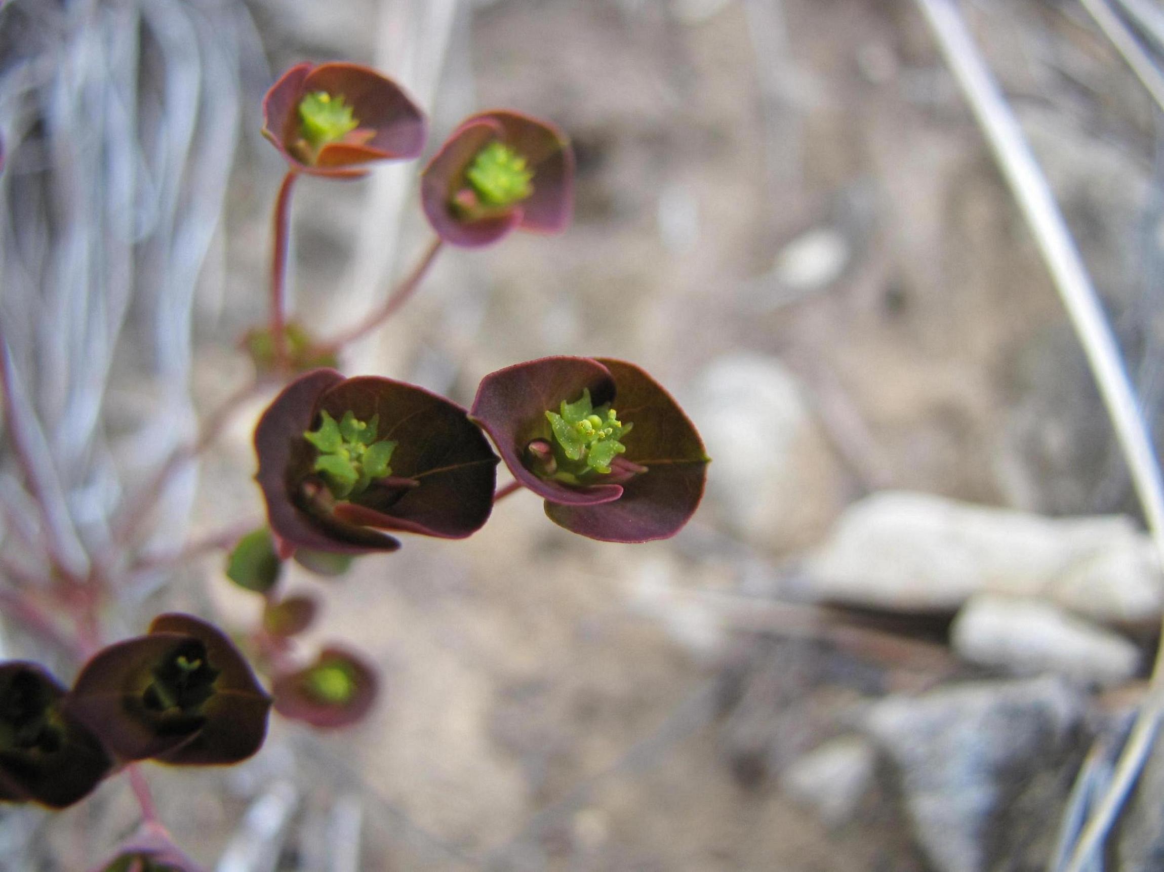 Euphorbia minuscola? - Euphorbia cfr. falcata